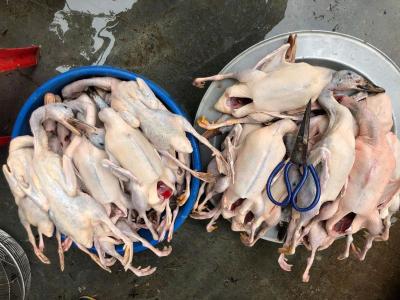 Bảng giá bán Vịt trời thịt, Vịt trời thương phẩm Sạch
