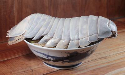 Bọ Biển tươi sống giá rẻ tại Hà Nội