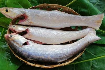 Cá chét mua ở đâu? Có thể chế biến thành món gì ?