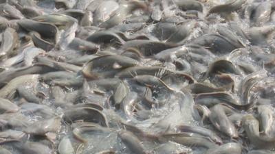 Cá trê vàng thiên nhiên 1kg