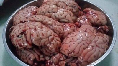 Cung cấp óc bò giá sỉ uy tín chất lượng