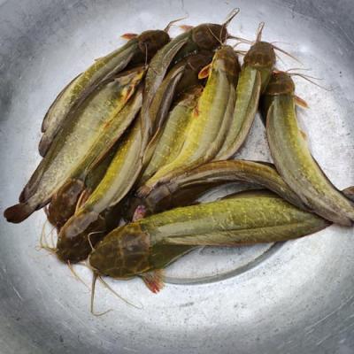 Giá cá trê tươi sống, giá cá trê đồng và trê lai là bao nhiêu?