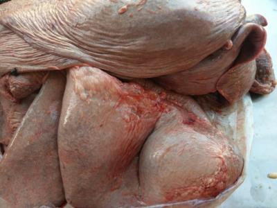 Món ăn ngon được chế biến từ lá mía bò