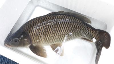 Mua 1 kg cá chép giòn tại TPHCM giá bao nhiêu