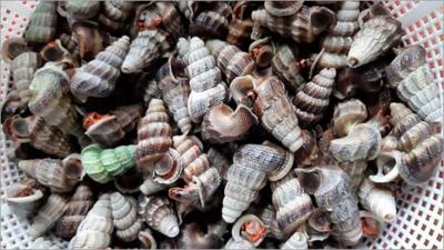 Ốc Len giá bao nhiêu tiền? Mua ở đâu bán giá rẻ