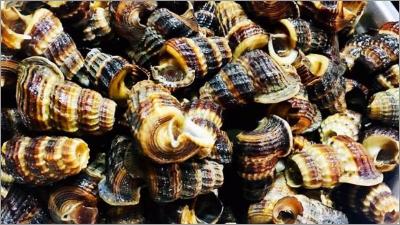 Ốc len là gì, ốc len sống ở đâu? Ốc len mua ở đâu và bao nhiêu tiền?