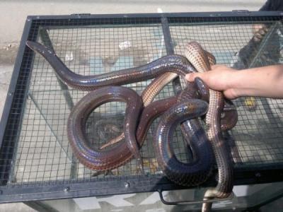 Rắn Hổ Hành Làm Sạch - Sỉ & lẻ TP HCM