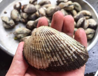 Sò lông bao nhiêu 1kg