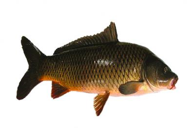 Top 3 địa chỉ bán cá chép giòn uy tín tại TP HCM