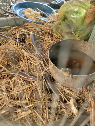 Trại nuôi rắn mối thương phẩm tại Huyện Củ Chi