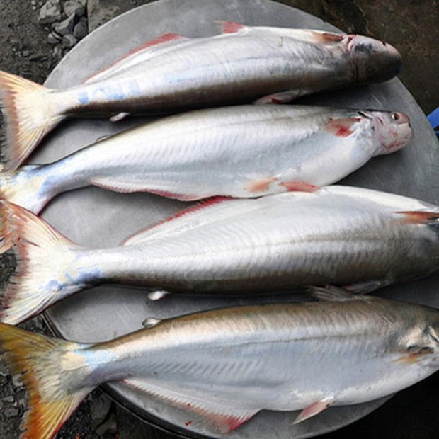 Cá bông lau là cá gì? So sánh cá bông lau và cá hú, giá của cá bông lau