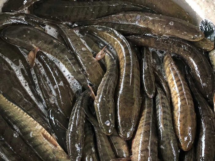 Cá lóc tăng giá, người nuôi phấn khởi - Aquaculture